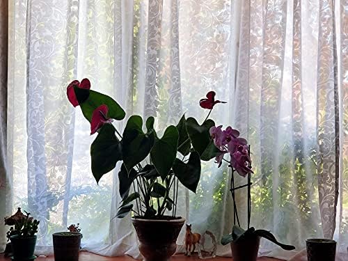White Sheer Window Curtain Panels Set for Living Room 54x84x2
